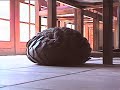 Pangolin in the Lounge