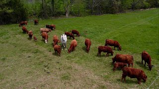 Total Grazing With 1 Million Pounds Stocking Density? How To Calculate Density