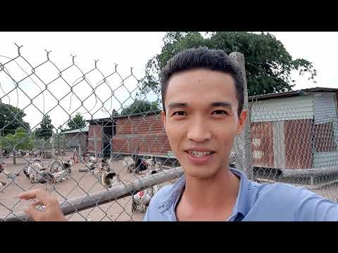 Giá gà tây giống MÙA DỊCH tăng chóng mặt !!!