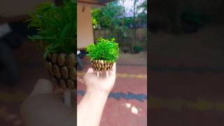 ആതതചചകകട കര വചച Mini Pot ചയയത Nokiyalo