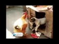 Hahaha Best Funny Gif Gif S Part Iii With Soundtrack Hahaha Best Funny Gif Gif S Part Iii With Soundtrack