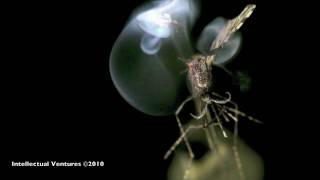 Thumb Matar mosquitos con rayos láser