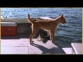 Dolphin and Dog - Let's be Friends.flv
