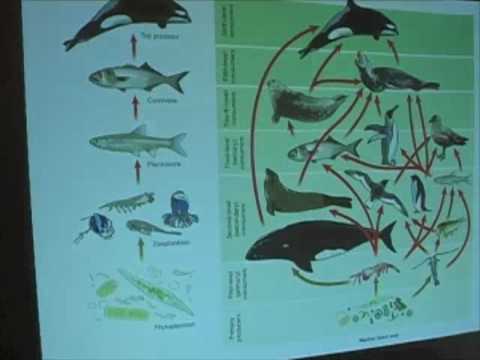 Ocean Food Webs - Food Chains vs Food Webs