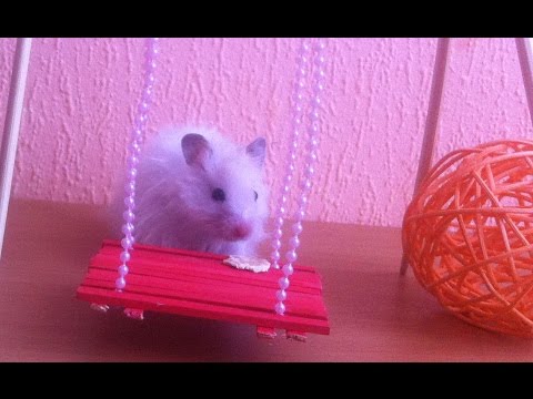 Делаем дом для хомяка Делаем дом для хомяка