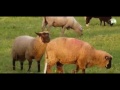 Die weltweit 10 bizarrsten Tier Paarung & Paarung Hund