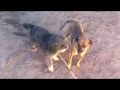 Clip Murci y peluda