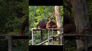 Orangutan Family At Feeding Platform.