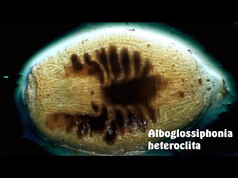 Header of Alboglossiphonia heteroclita