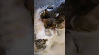 FUNNY CATS