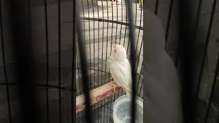Albino Mm - Bahan Konslet Mangap 3 Bulan