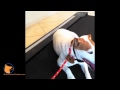 florida dog trainer