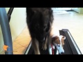 florida dog trainer