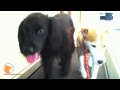 florida dog trainer