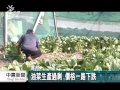 氣候穩定 葉菜生產過剩 菜農廢耕 20141104 公視中晝