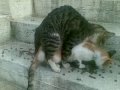 Cat sex gone wrong