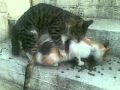 Cat sex gone wrong