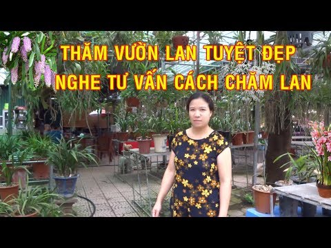 Chợ cây cảnh Hà Đông - Thăm vườn lan tuyệt đẹp - cách chăm sóc lan hay nhất - Beautiful orchids