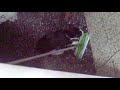 animali - cane & gatto - alle prese con la scopa.mp4