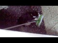 animali - cane & gatto - alle prese con la scopa.mp4