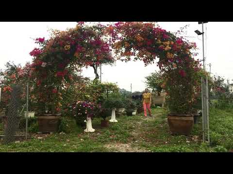Cổng hoa giấy Thái. Nhà vườn An Phát. 0984 921 230