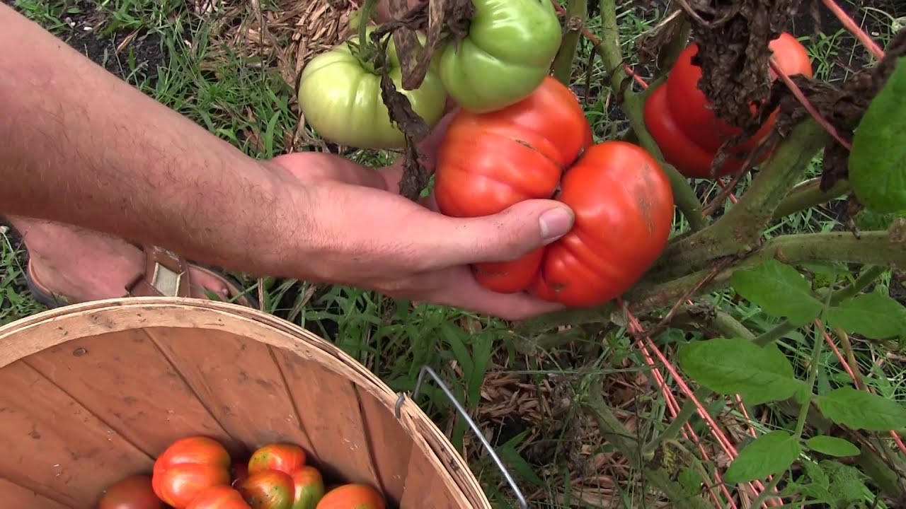Last Heirloom Tomato Harvest For the Year MIgardener YouTube