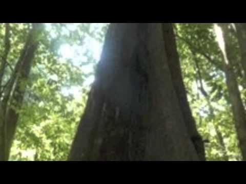 Aura Earth Healing Guided Meditation