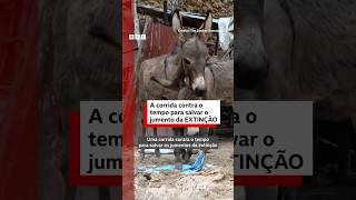A Pesquisa Com Colágeno Que Pode Salvar Jumentos Da Extinção