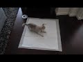 Funny Poo Dance by Kiwi the Alaskan Klee Kai Puppy