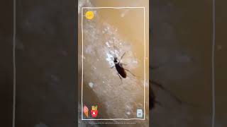 Roach Chilchitta Video