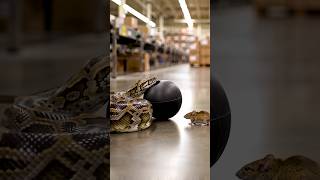 Snake Try To Swallow Ball