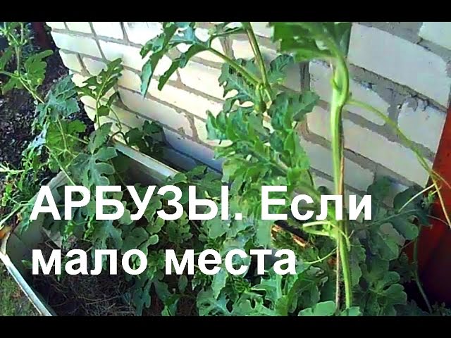 Арбузы можно и так-videobowbow.