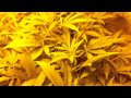 Start of week 3 of flower
