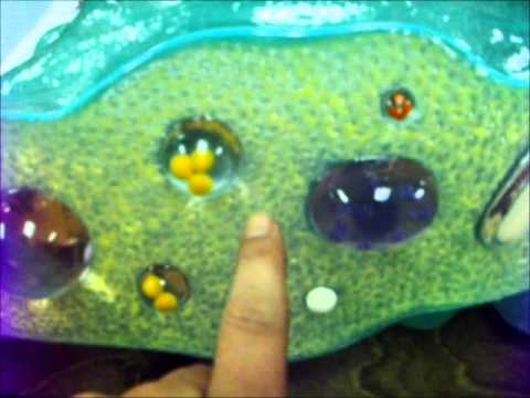 AMOEBA MODEL & ORGANELLES - YouTube