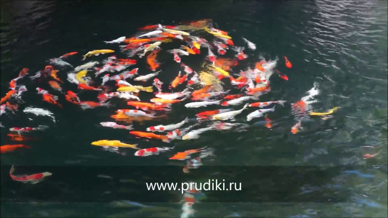 РИНОПЛАСТИКА. ПЛАСТИКА НОСА Косметология Пластическая хирургия СПБ Прыщи на мошонке у мужчин