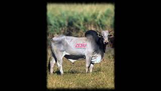 Zebu