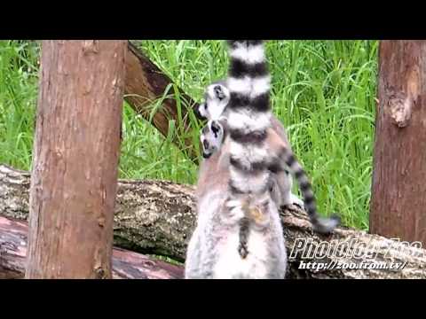 Lemur ワオキツネザルの赤ちゃん： ぴょんぴょんワオっ仔@埼玉Zoo