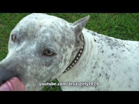 LadyBug LOVES Pit Bull Sharky!! Good LUCK for Sharky?