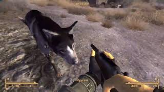 This Wolfs Wearing His Eye Balls In Fallout New Vegas