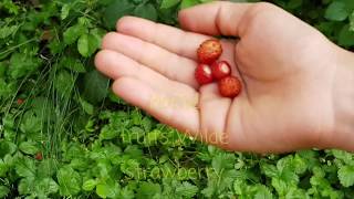 Watch Wild Strawberries Sweet video
