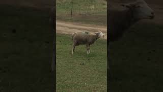 The gift of life, a lamb being born