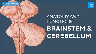 Brainstem And Cerebellum Structure And Functions Easily Explained - Quick Anatomy Kenhub