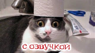 Приколы С Котами! Коты -Пакостники !!! Смешные Коты С Озвучкой! Самые Смешные Животные!