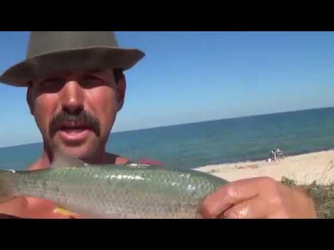 на что ловить пеленгаса на азовском море если нет неэриса на что ловить пеленгаса на азовском море если нет неэриса