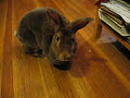 Audible Disapproving Rabbit