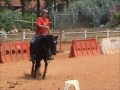 2008 black Quarter stallion - D'BlackShiny - tribute to Omer Grinboim (Heb)