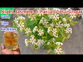 Night Jasmine / Parijat / Harsingar Plant Grow and Care Tips Fertilizer To Get Flowers / Parijat