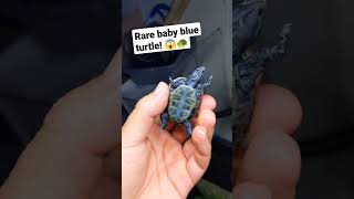 A Rare Baby Blue Turtle