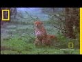 Fast and Furious: Lives of Cheetahs
