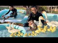 Aj Baby Ducks Ko Swimming Krwa Di 🥰 Or Jaggu Ko Bi🤣